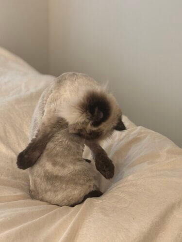 光を纏うレースと、静かに主張するドレープ